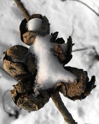 High angle view of frozen tree