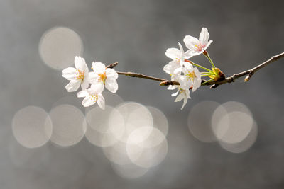 Close-up of white flowers