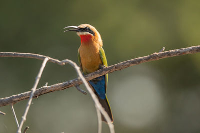 Close-up of bird perching on branch