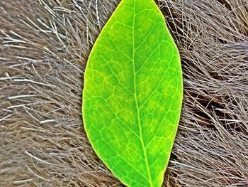 High angle view of plant leaves