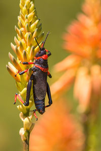 Close-up of insect on yellow flower