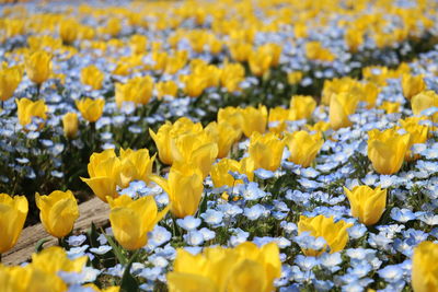 Close-up of yellow flowering plants on field