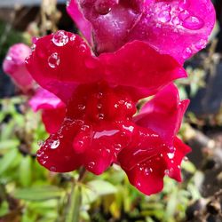 Close-up of water drops on red rose