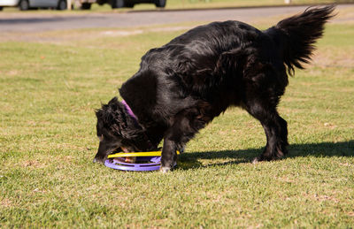 Playful dog playing with frisbee