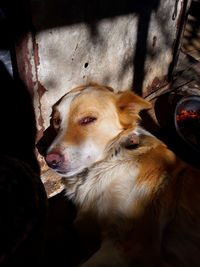 Close-up of dog looking away