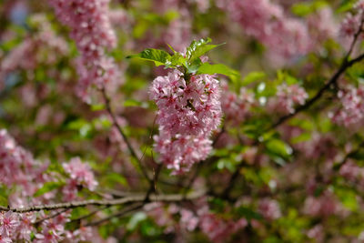 Close-up of pink cherry blossoms