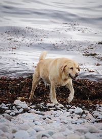 Dog on the beach