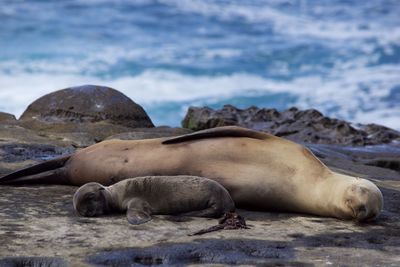 Sea lion relaxing on rock