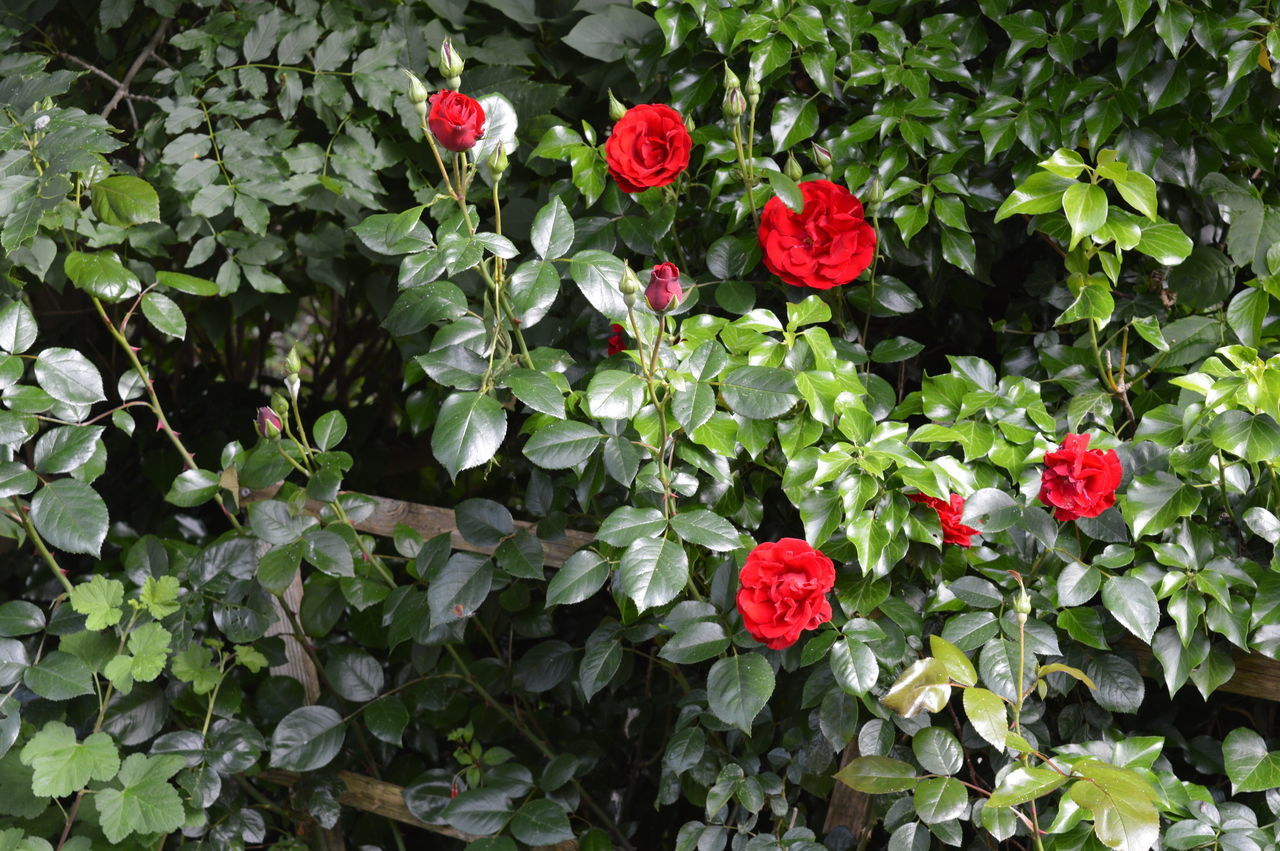 RED ROSES ON PLANT BY LEAVES