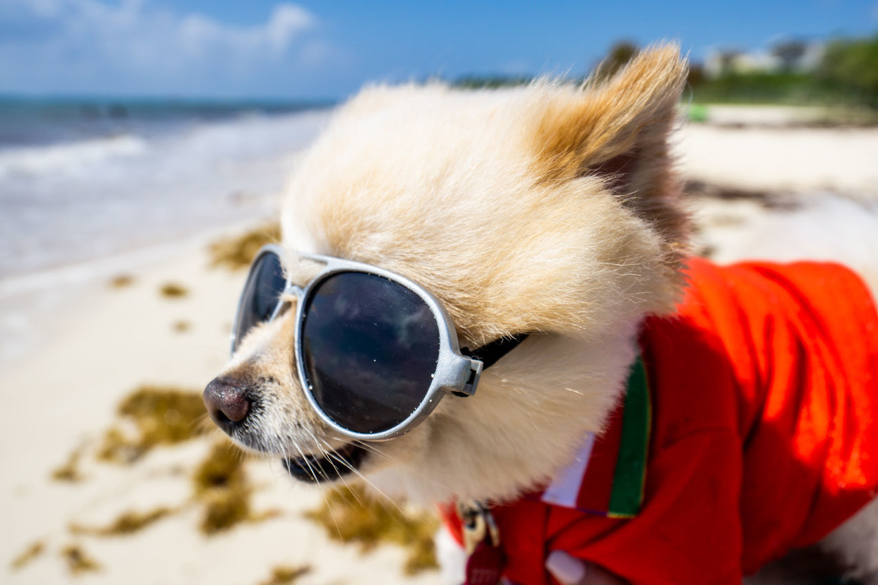 CLOSE-UP OF A DOG ON BEACH