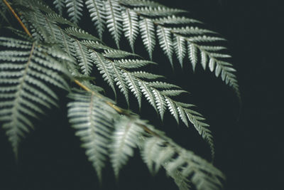 Close-up of fern leaves