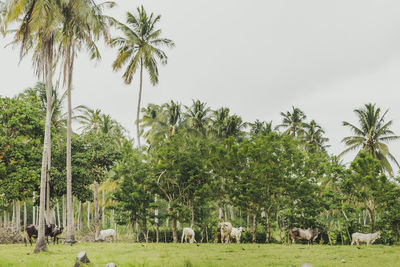 Panoramic view of palm trees on field against sky