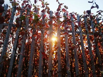 Sun shining through trees