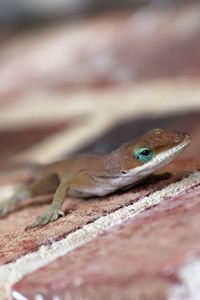 Close-up of lizard