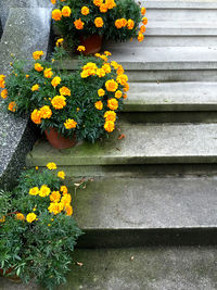 Close-up of yellow flowers blooming outdoors