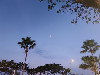 Low angle view of coconut palm trees against blue sky