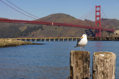 Seagull perching on wooden post against golden gate bridge