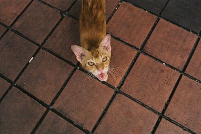 Kitten looking for food