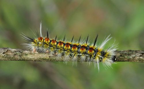 Close-up of caterpillar on twig