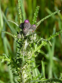 Close-up of insect on plant