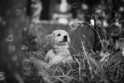 Dog sitting on field