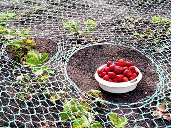 High angle view of fruits growing in container on land