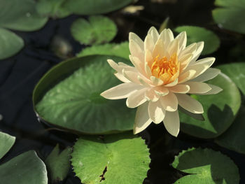 Close-up of lotus water lily in lake