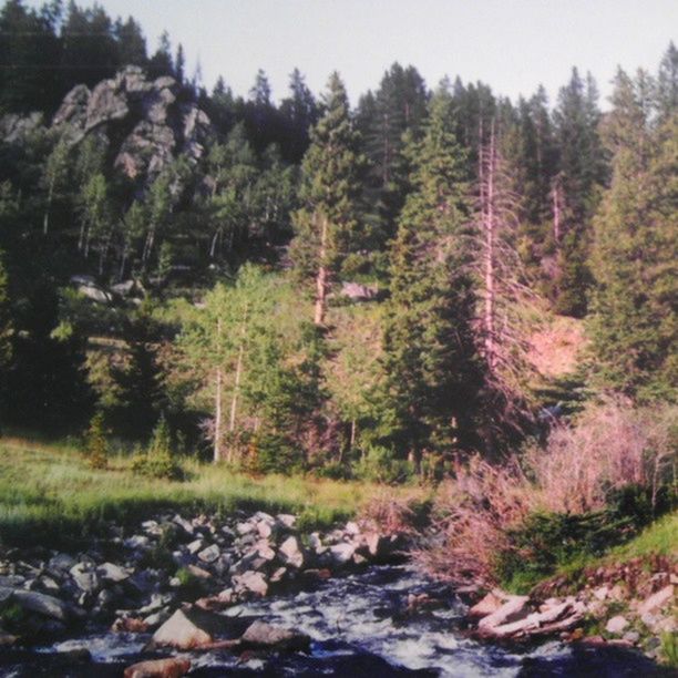 tree, tranquility, tranquil scene, beauty in nature, scenics, growth, forest, nature, landscape, non-urban scene, plant, green color, rock - object, idyllic, day, mountain, lush foliage, non urban scene, outdoors, stream