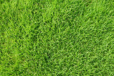 Full frame shot of grass