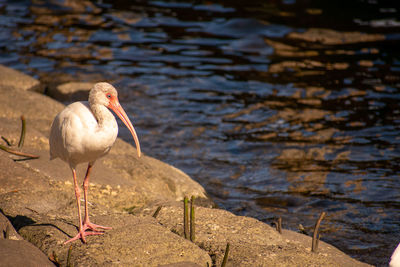 Bird perching on rock by lake