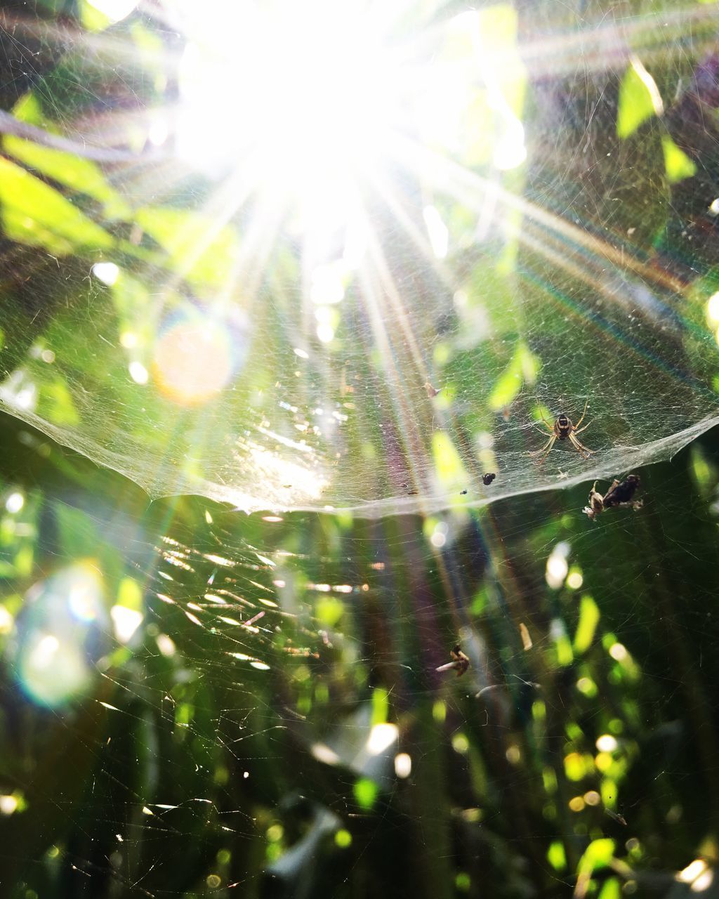 CLOSE-UP OF SPIDER WEB AMIDST PLANTS