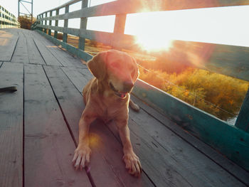 Dog sitting on wooden railing