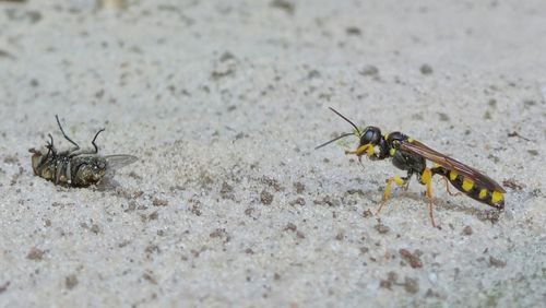 Close-up of insect