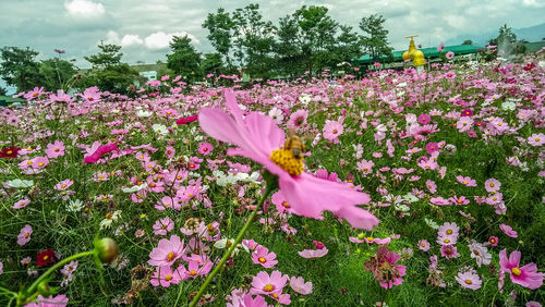 Close-up of pink flowering plants on field