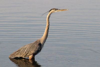 Bird on a lake