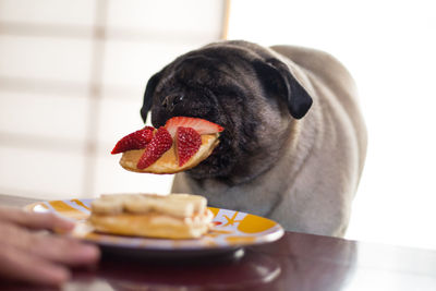 Close-up of dog eating food