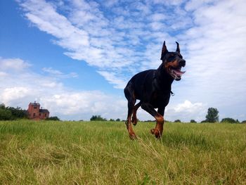 Dog on field against sky