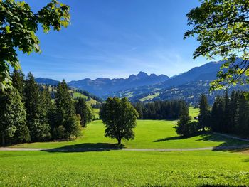 Scenic view of field against sky