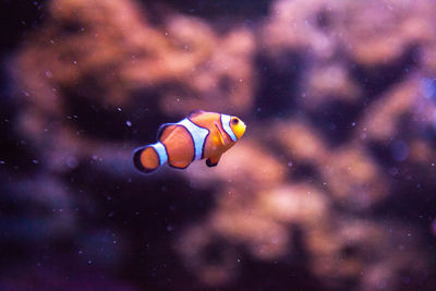 Close-up of fish swimming in sea