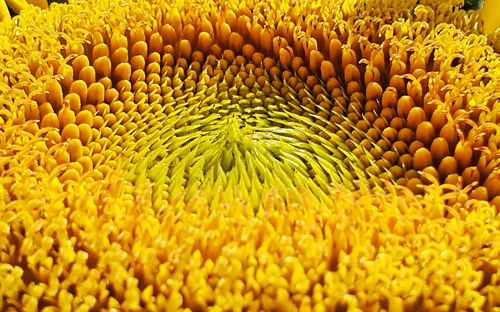 Full frame shot of yellow flowering plant