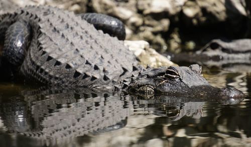 Close-up of crocodile in the lake