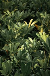 Full frame shot of plants
