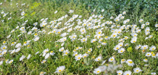 Close-up of white flowering plants on field