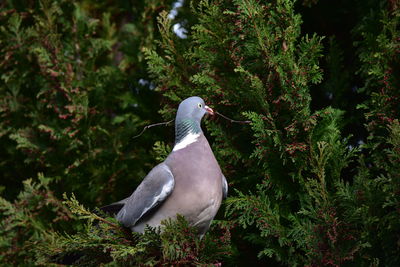 Bird perching on a tree