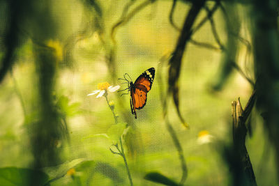 Butterfly on a leaf