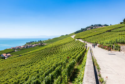 Scenic view of agricultural field against clear sky