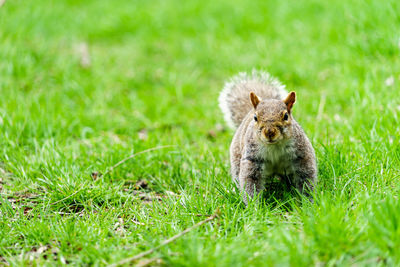 Portrait of squirrel on grassy field