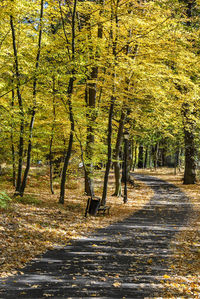 Footpath amidst trees in forest during autumn