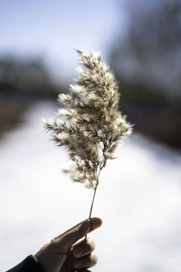 Close-up of hand holding flowering plant