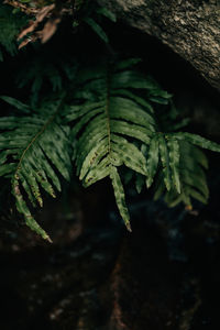 Close-up of green leaves